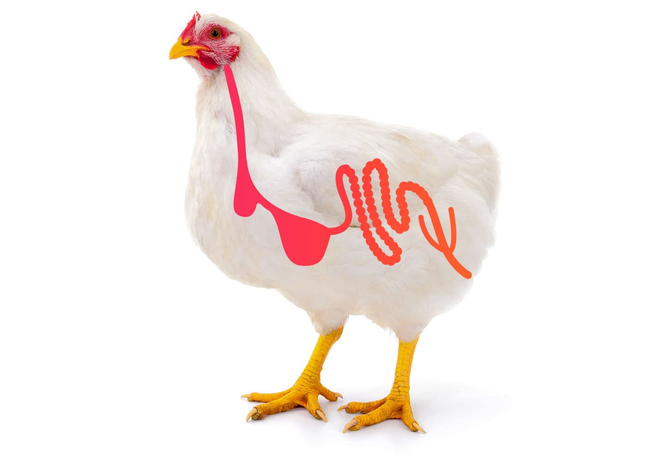 Poultry Gut Check Program