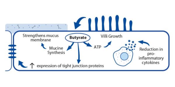 physiological-inflammation-globamaxb700-pig